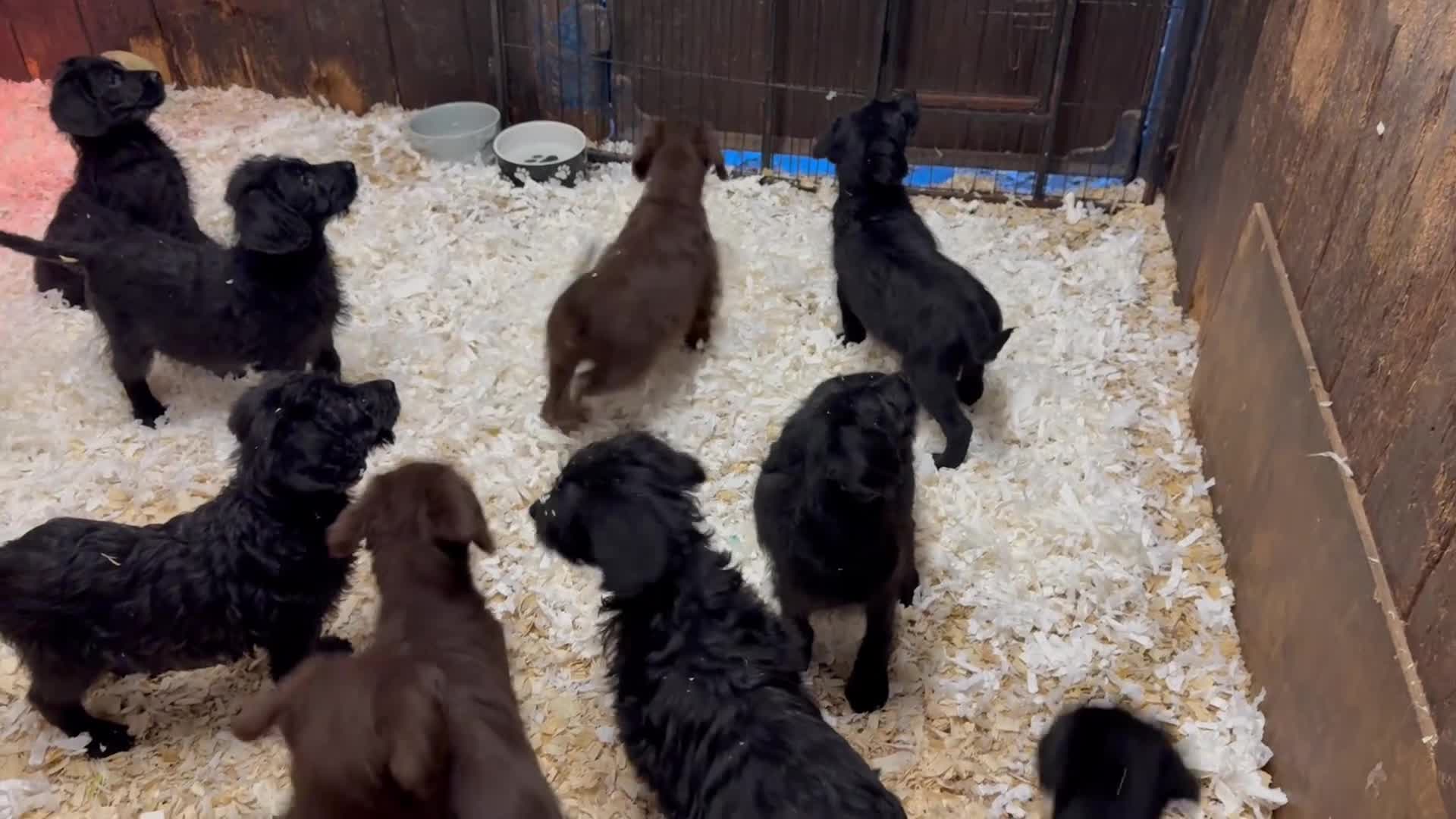 Labradoodle dogs for sale: F1 standard labradoodles  - Video 1