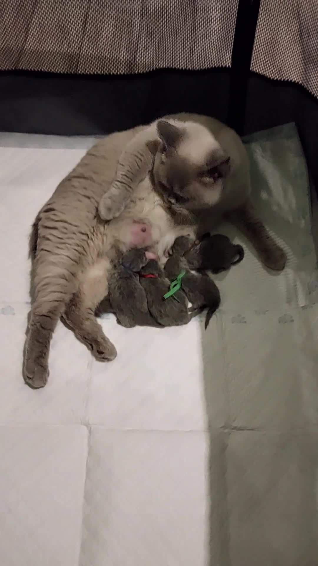 British Shorthair cats for sale: IMPECCABLE🏆CH SIRED GCCF REGISTERED KITTENS! - Video 4