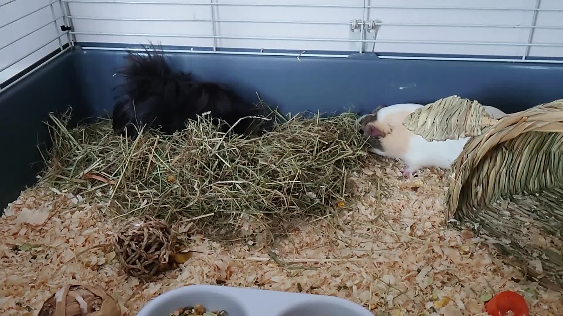 Guinea Pig rodents for sale: Lovely Guinea's  in Great Yarmouth - Video 1