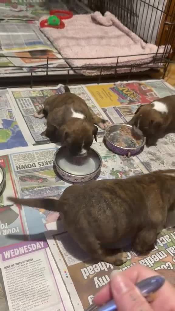Mixed Breed dogs for sale: Boxer x old tyme bulldog  in Callington - Video 2