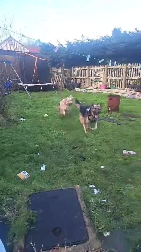 German Shepherd dogs for sale: Loki the German shepherd  - Video 1