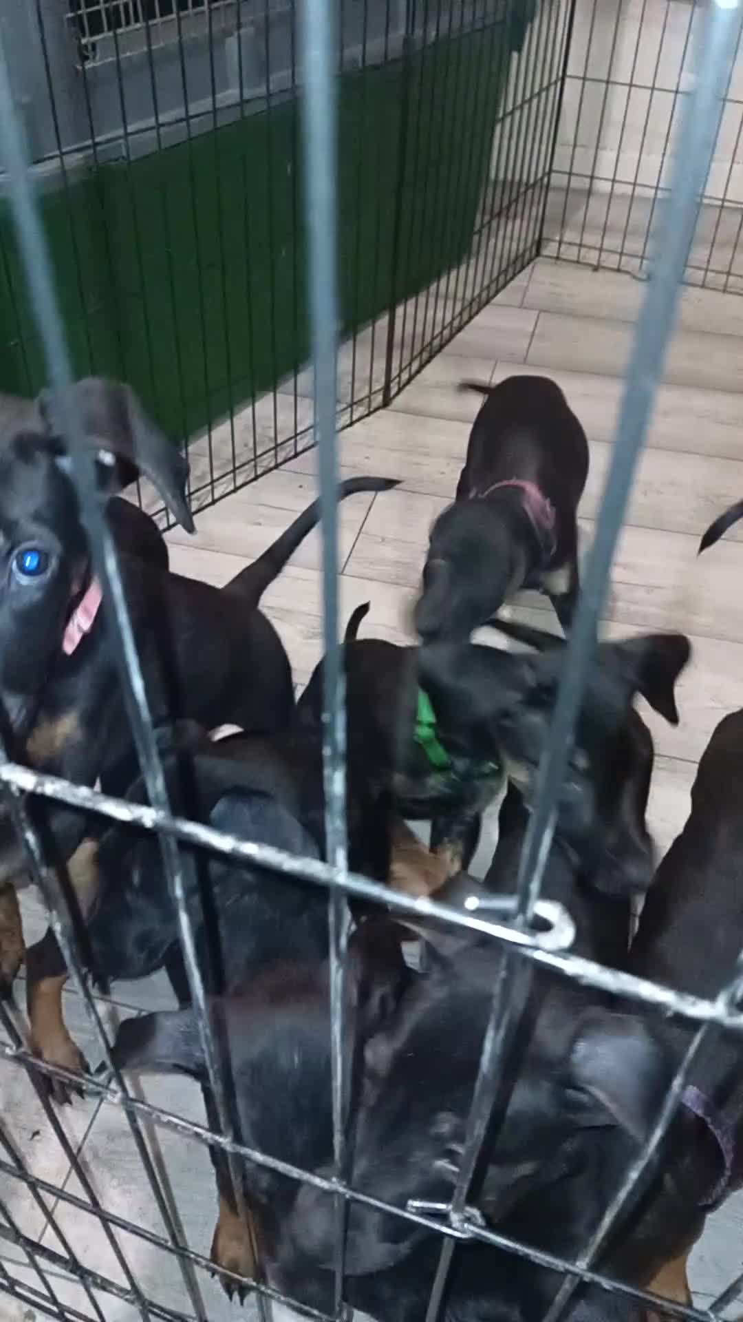 Mixed Breed dogs for sale: Doberman x dutch herder - Video 1