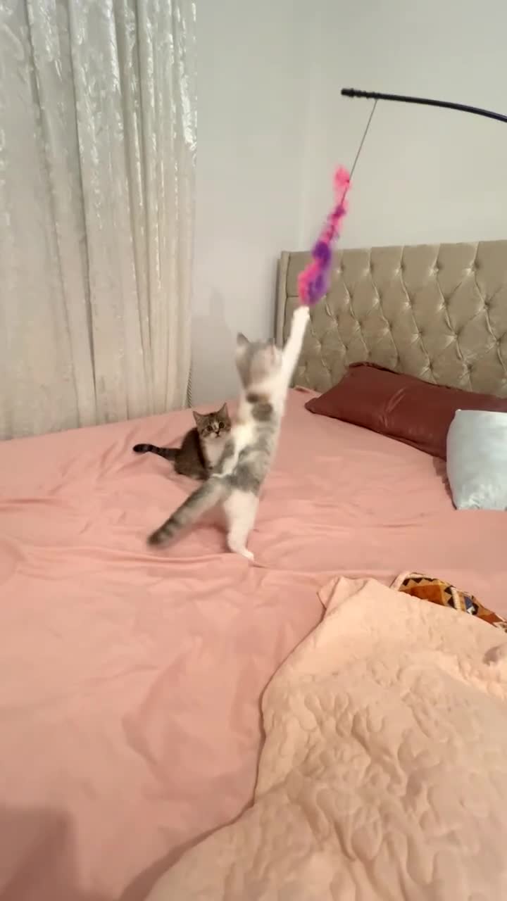 British Shorthair cats for sale: British short hair kitten🥰❤️ - Video 1