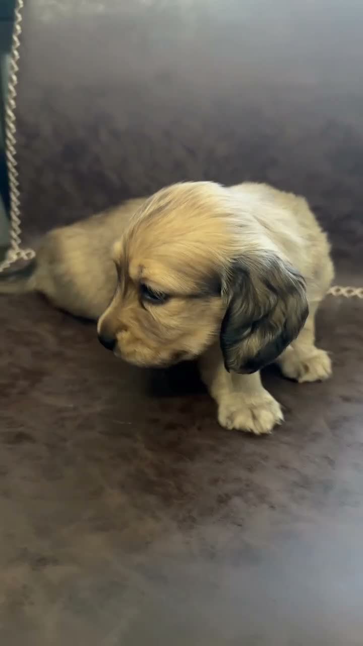 Miniature Dachshund dogs for sale: Exceptional KC Registered Miniature Dachshunds  - Video 2
