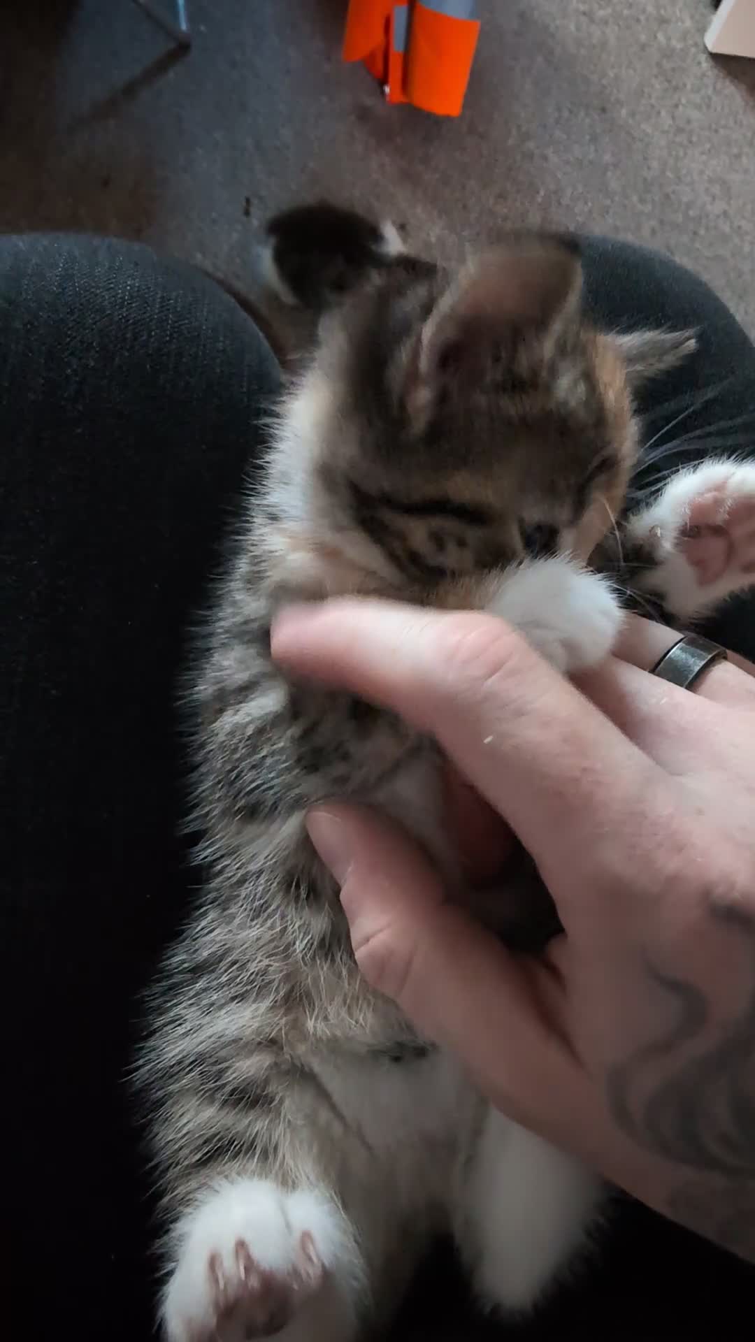 Mixed Breed cats for sale: 4 beautiful kittens for sale  - Video 4