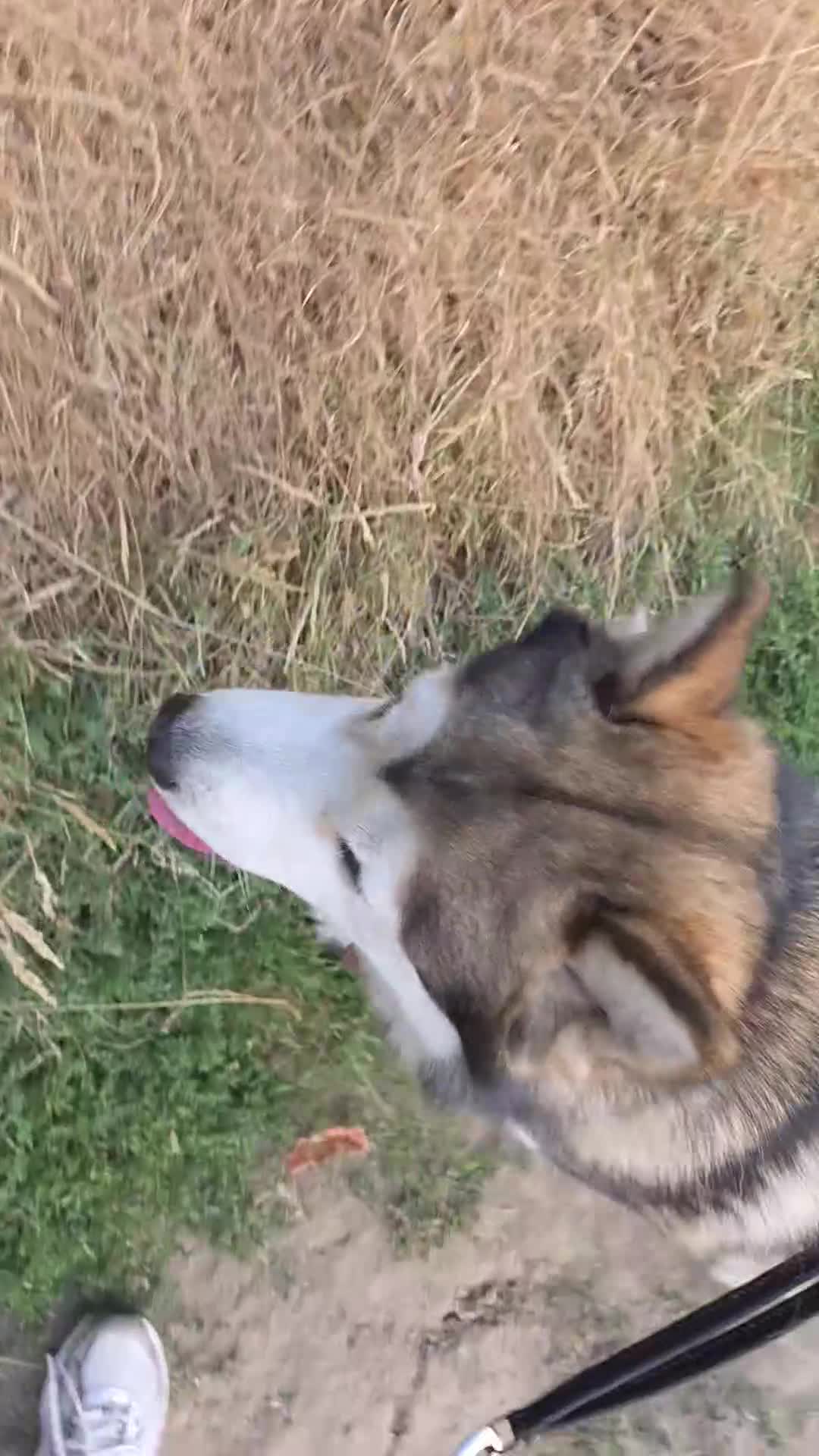 Alaskan Malamute dogs for stud: KEATA - Video 1