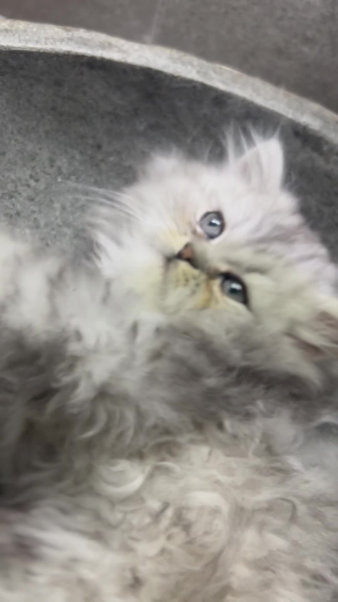 Persian cats for sale: 🎀4 BOYS LEFT!! 🎀Persian Chinchilla Kittens 💎 - Video 3