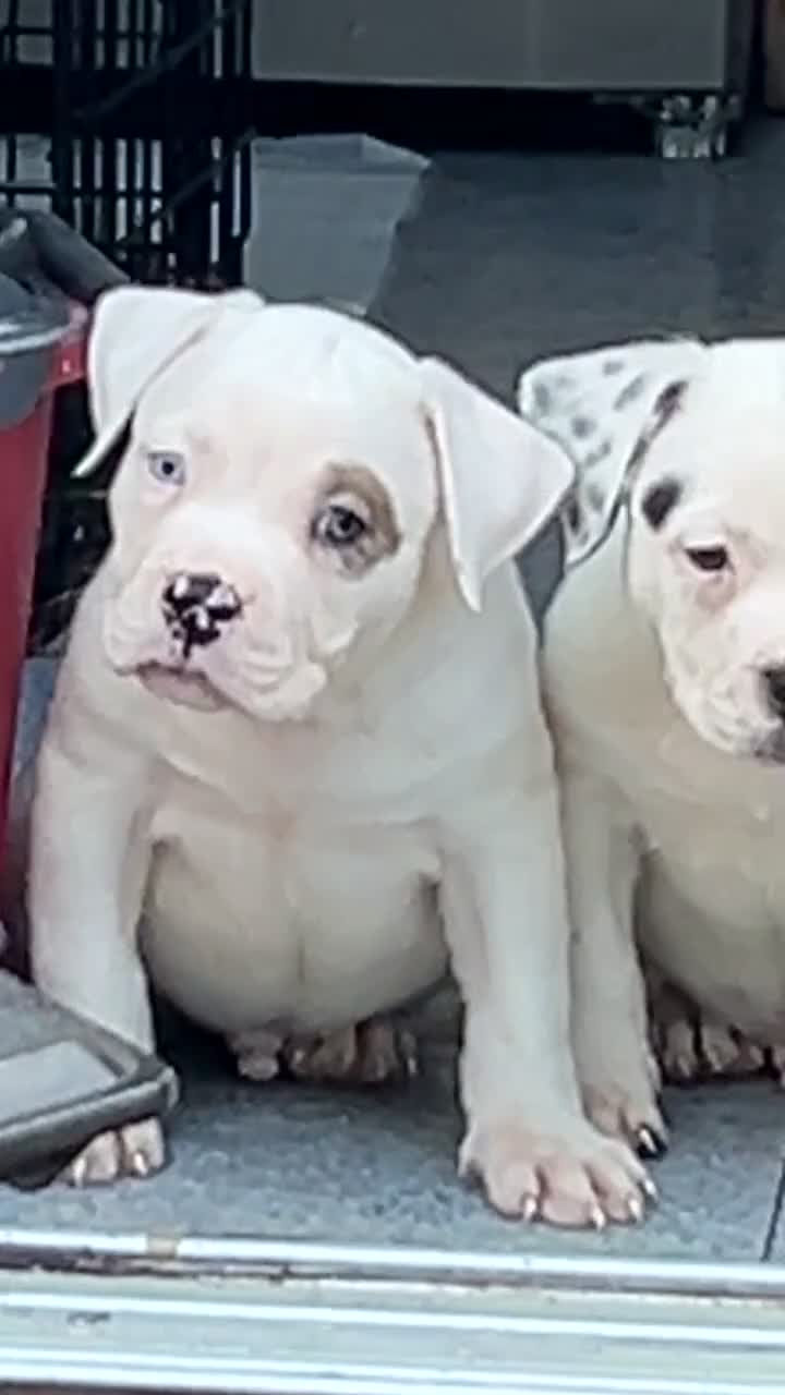 Mixed Breed dogs for sale: Pocket bully pup ready to leave  in London - Video 1