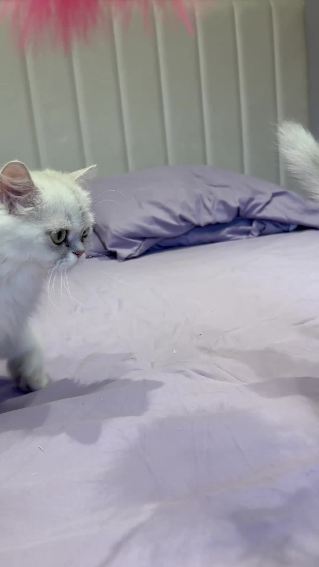 Persian cats for sale: GCCF Registered Persian Kittens Available - Video 5