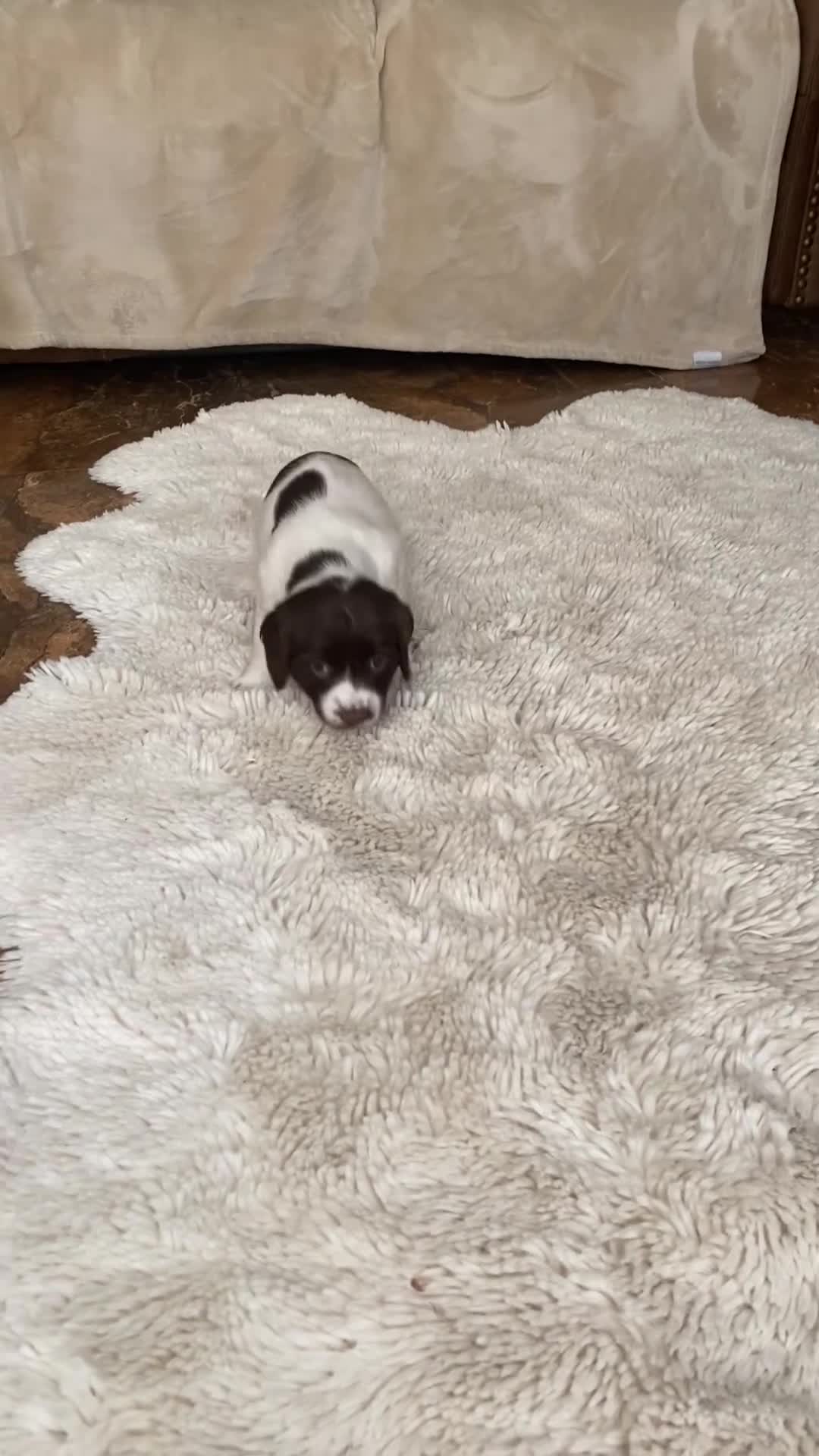 English Springer Spaniel dogs for sale: KC English Springer Spaniels in Merthyr Tydfil - Video 2