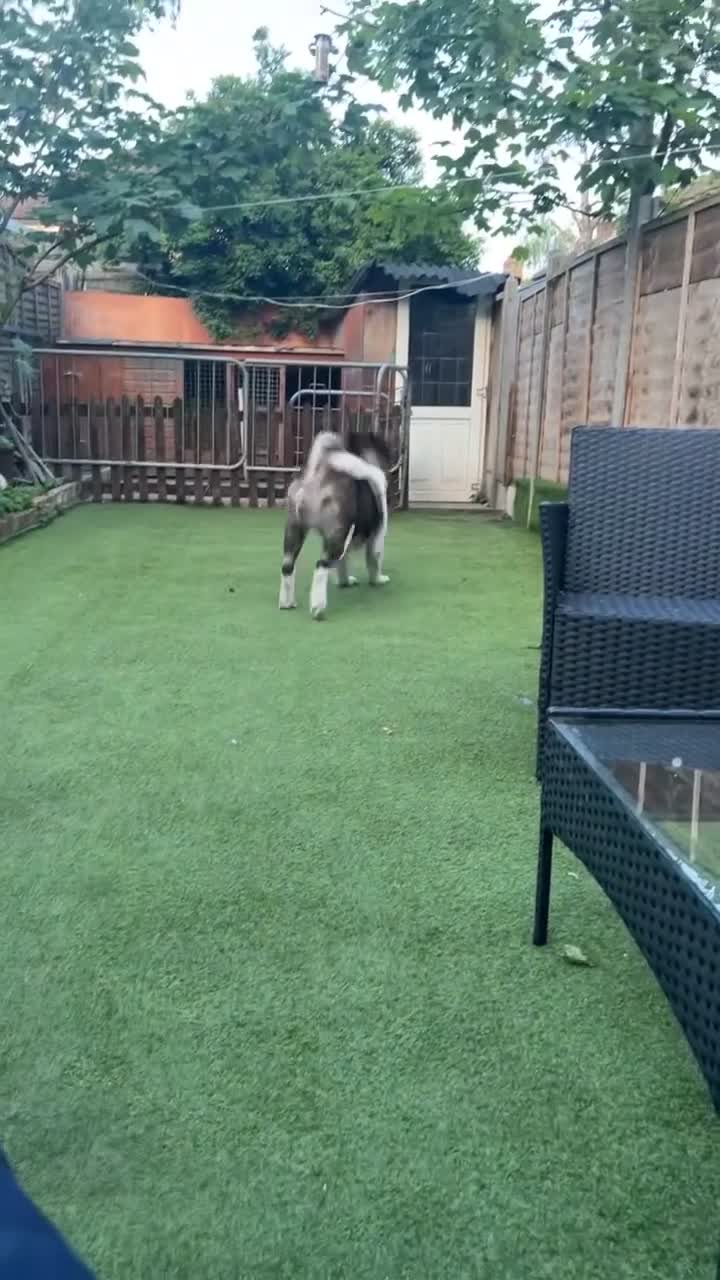 Akita dogs for sale: American akita for sale  in London - Video 2