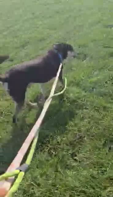Mixed Breed dogs for adoption: TESS ❤️ - Video 1