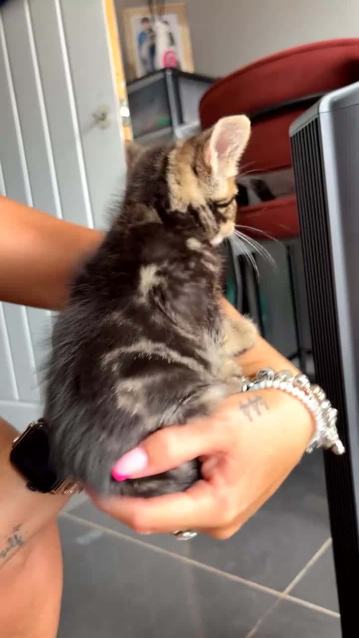Mixed Breed cats for sale: 3 kittens for sale  - Video 4