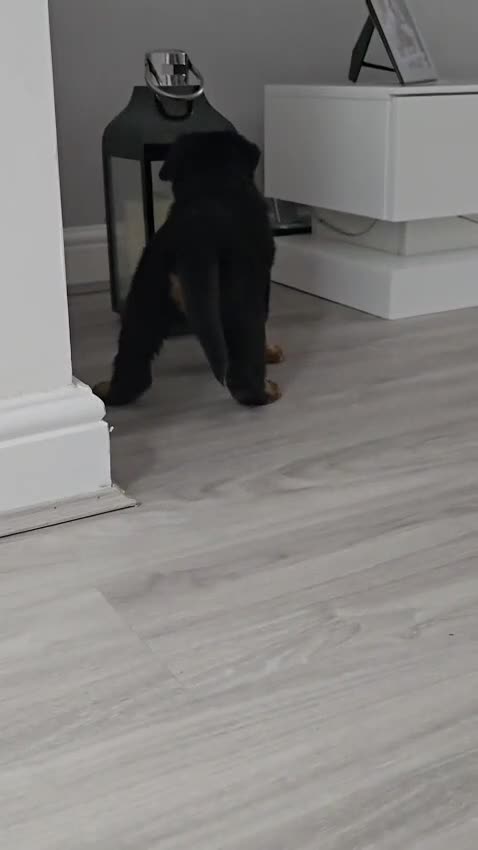 Rottweiler dogs for sale: Pick of the litter Rottweiler Female Puppy  - Video 4