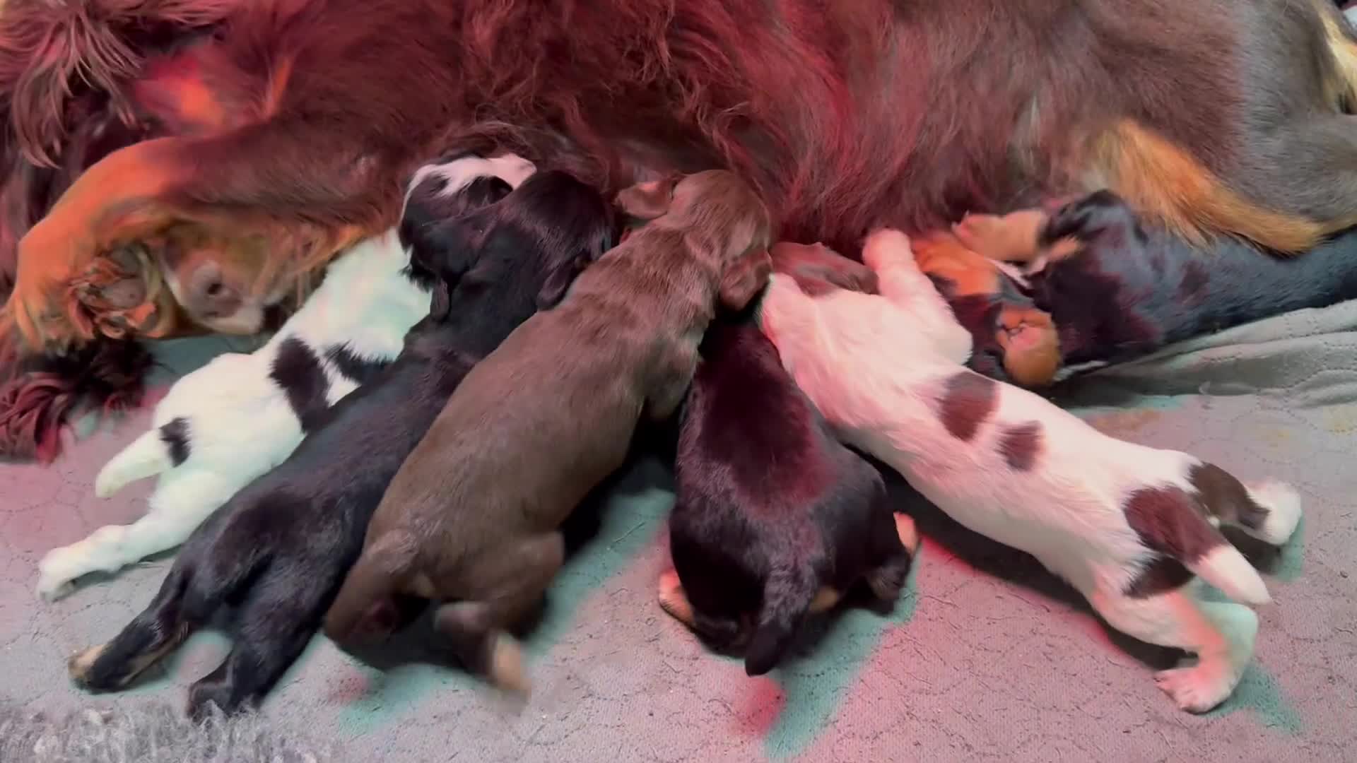 Cocker Spaniel dogs for sale: Working Cocker Spaniel Puppies - Video 1