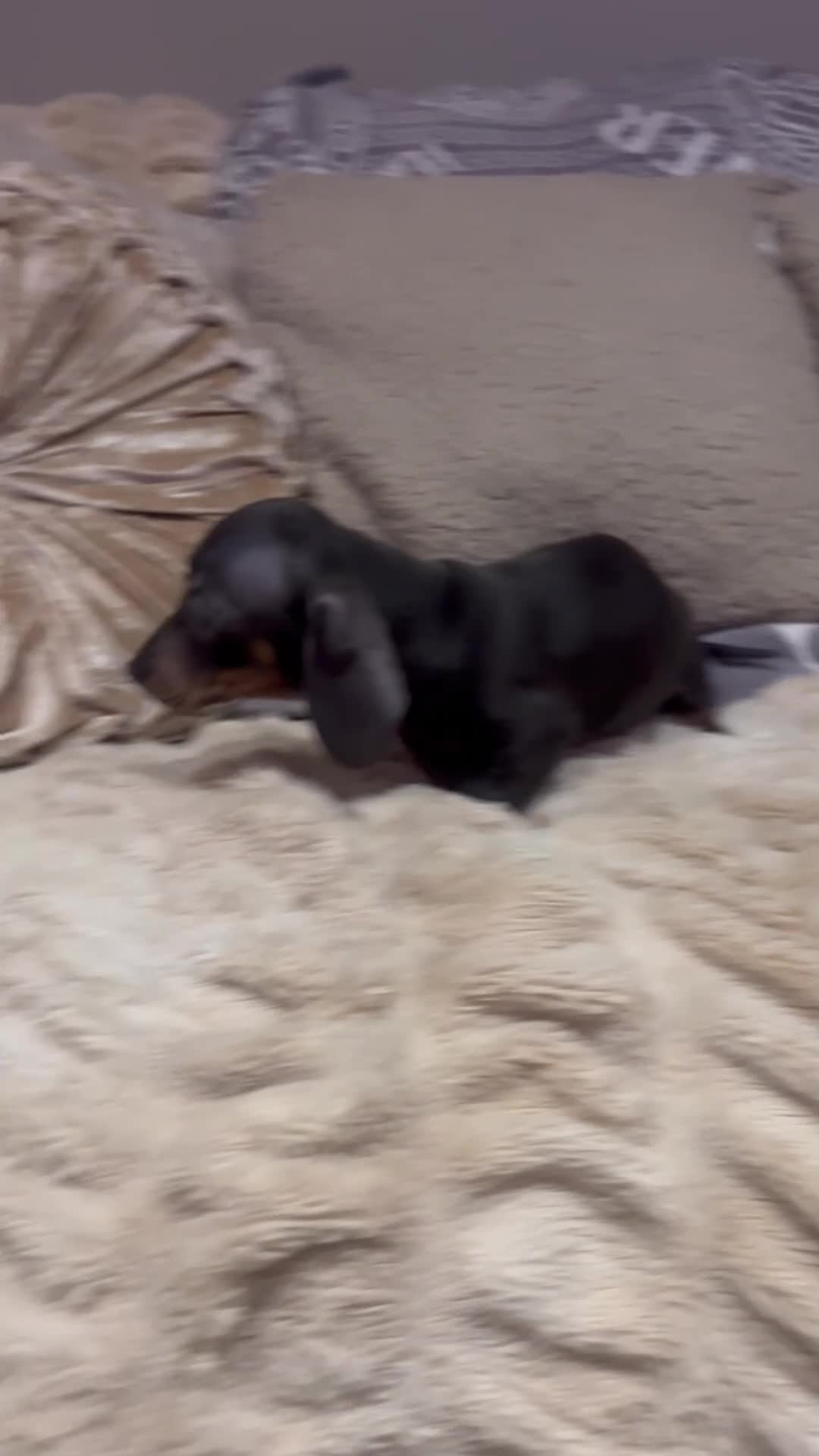 Miniature Dachshund dogs for sale: 💕Ready Now Minature Dachshund 💕 - Video 1