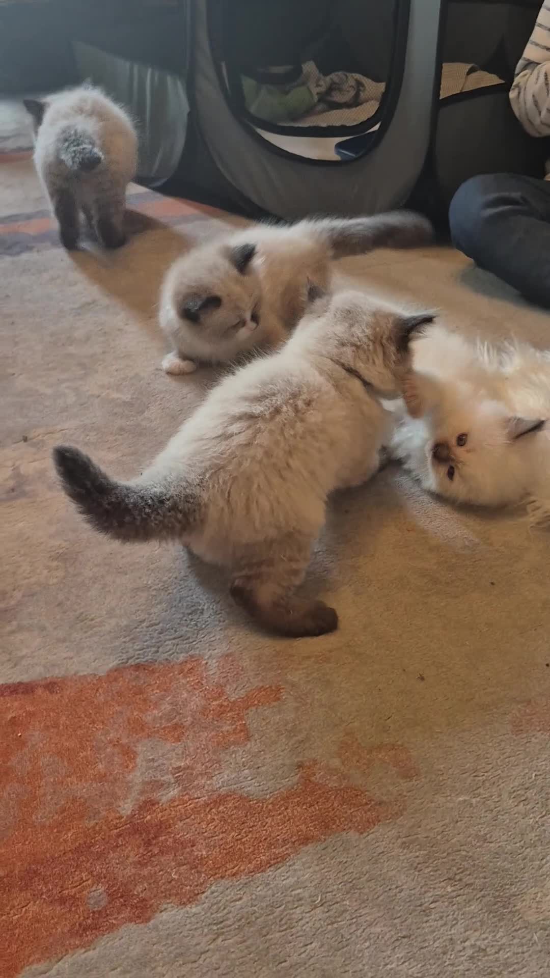 Ragdoll cats for sale: 3 beautiful fluffy ragdoll kittens - Video 3