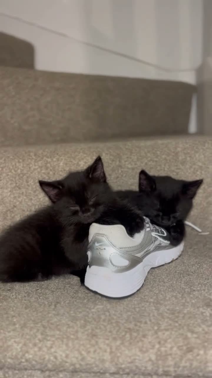 Domestic Shorthair cats for sale: Beautiful Kittens Looking For Forever Home in Saffron Walden - Video 2