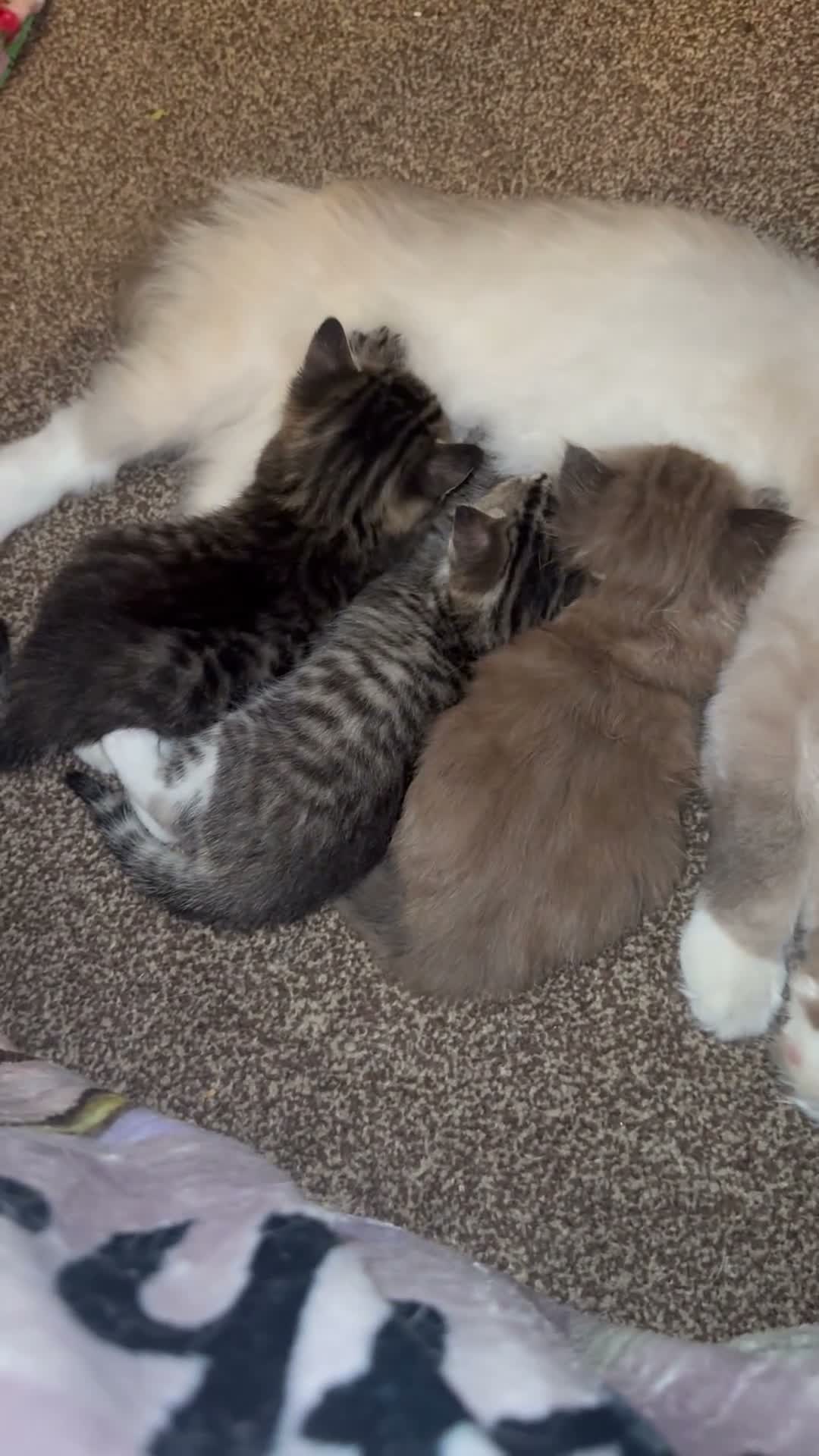 Mixed Breed cats for sale: Two Gorgeous Half Ragdoll Kittens. - Video 1