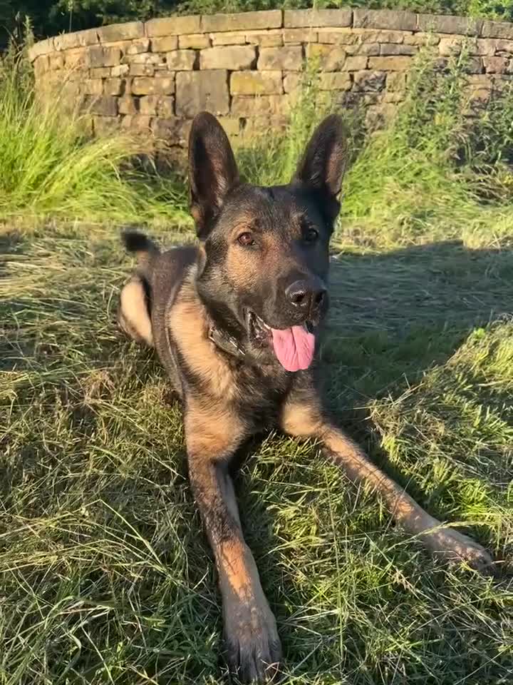 German Shepherd dogs for sale: Tyshunde memphis - Video 1