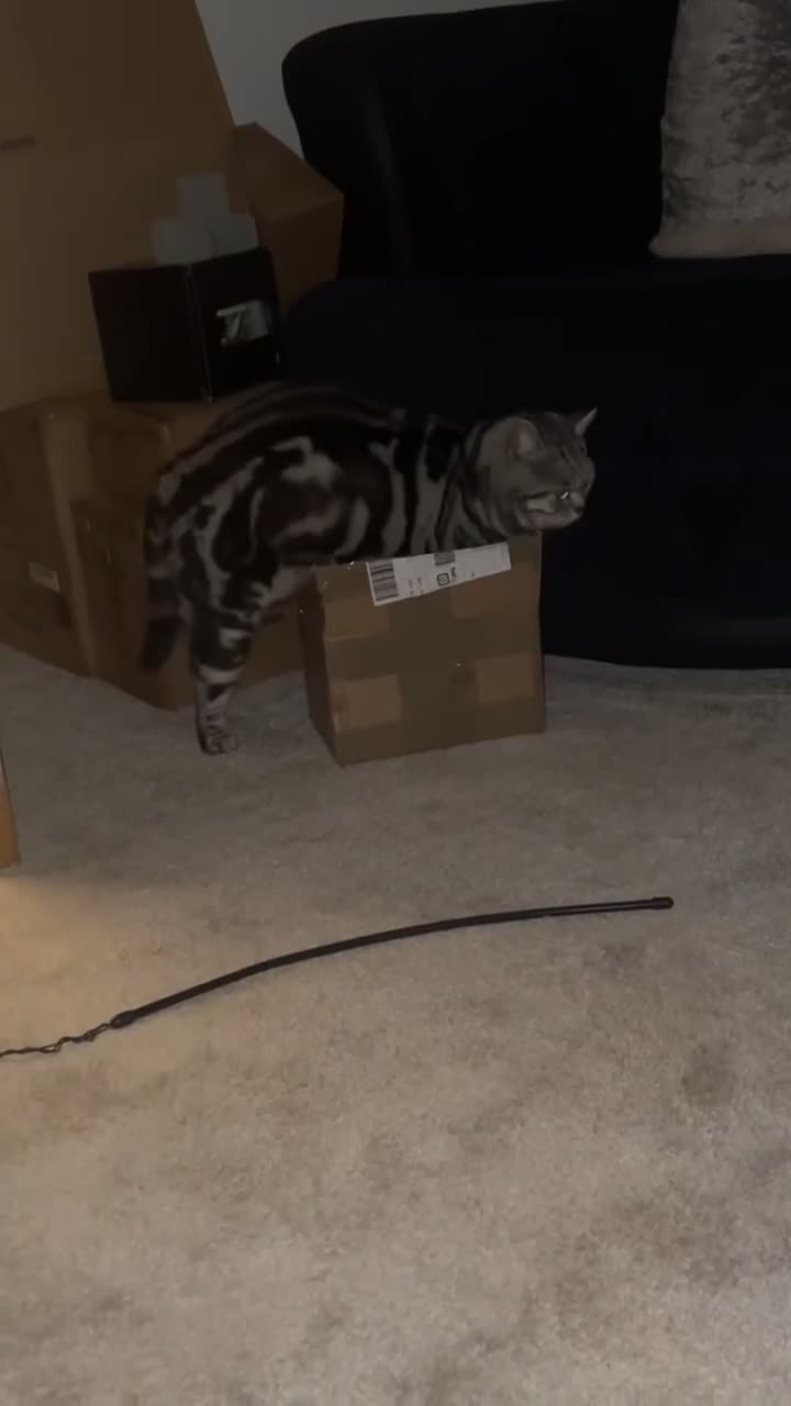 British Shorthair cats for sale: 5 year old British shorthair - Beau  in Solihull - Video 2