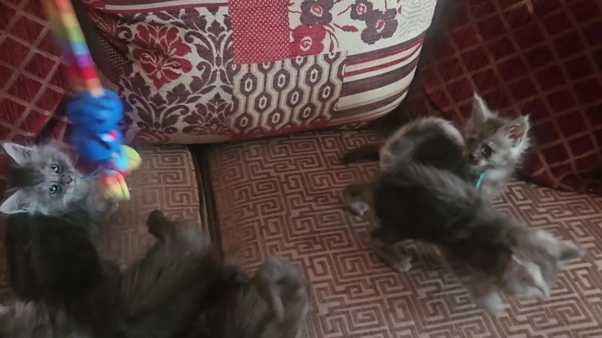 Maine Coon cats for sale: TICA Registered Maine Coon Kittens. - Video 2
