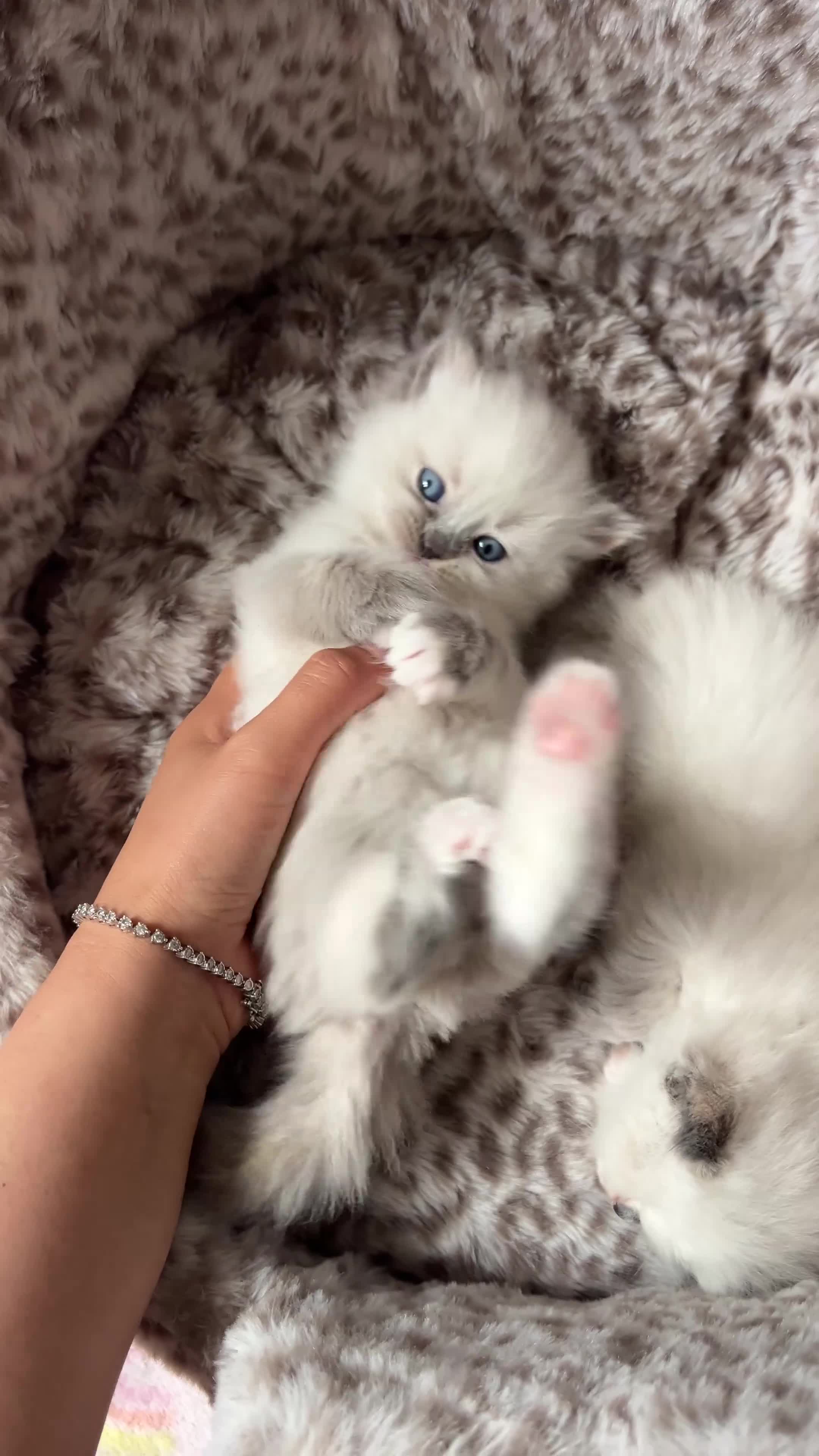 Ragdoll cats for sale: mrs aisha in Luton - Video 1