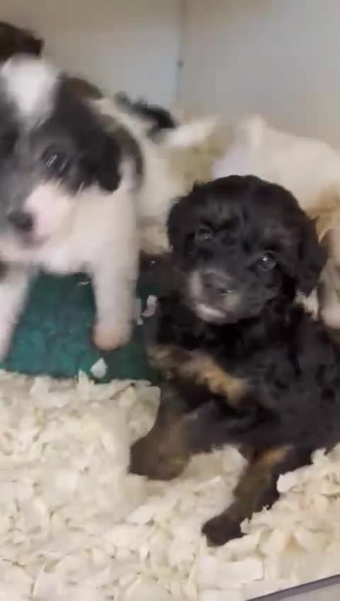 Chipoo dogs for sale: Beautiful F1b chipoos  - Video 1