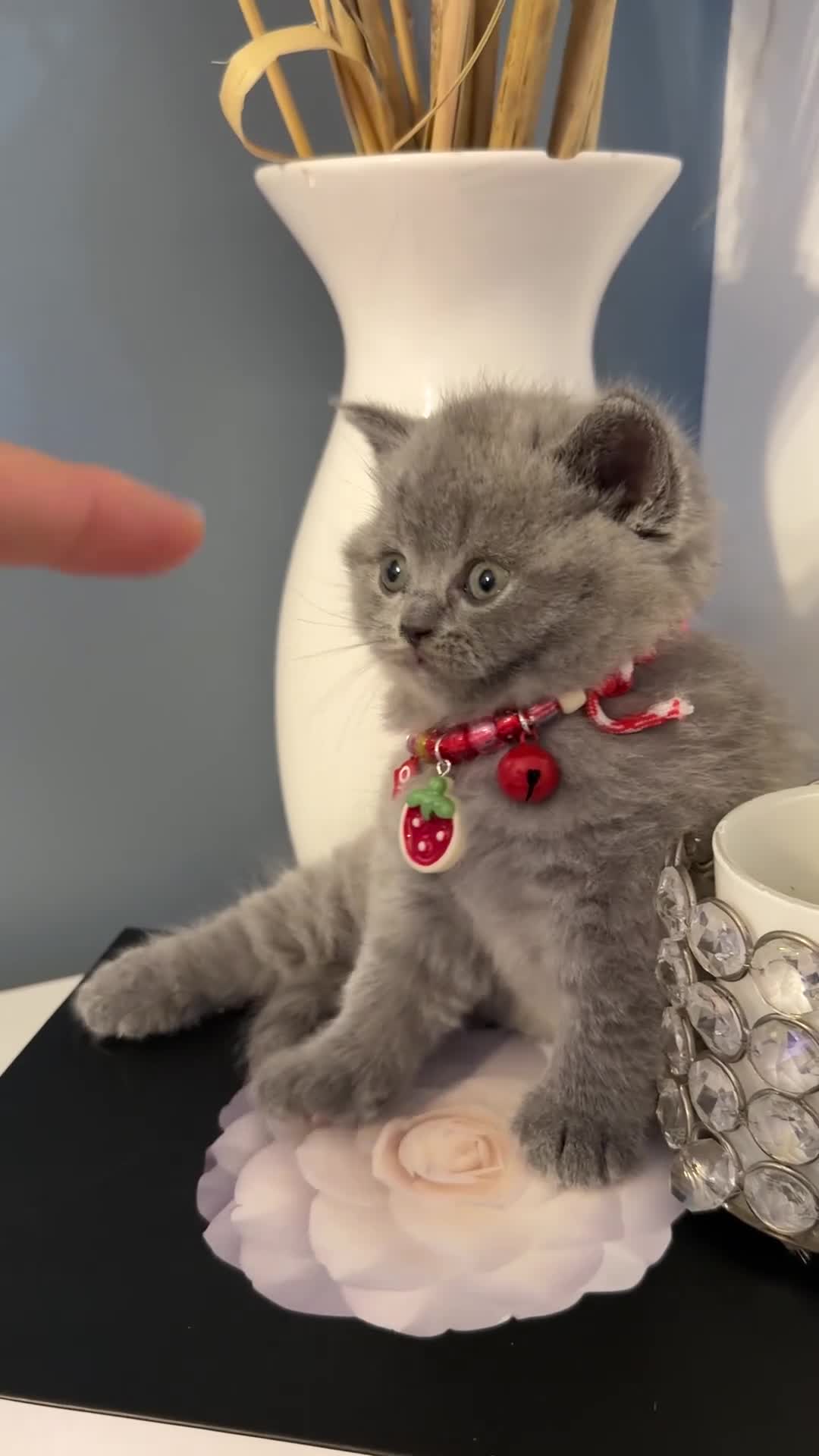 Scottish Fold cats for sale: Last female Scottish fold kittens 🐾 - Video 5