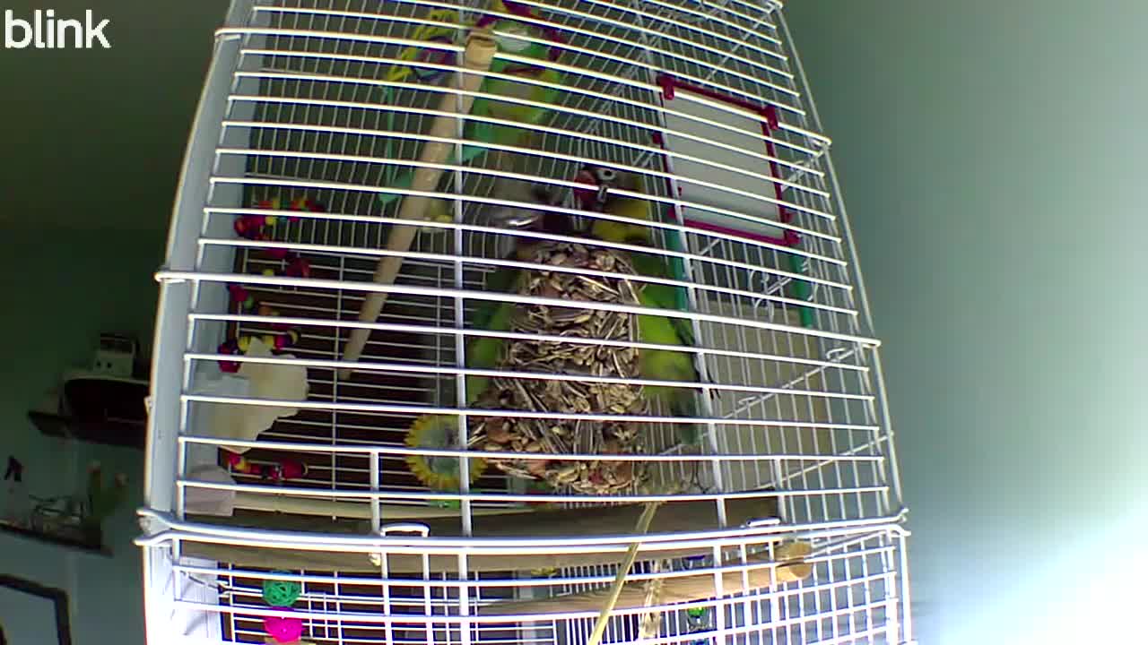Lovebirds birds for sale: Masked lovebirds plus cage - Video 1