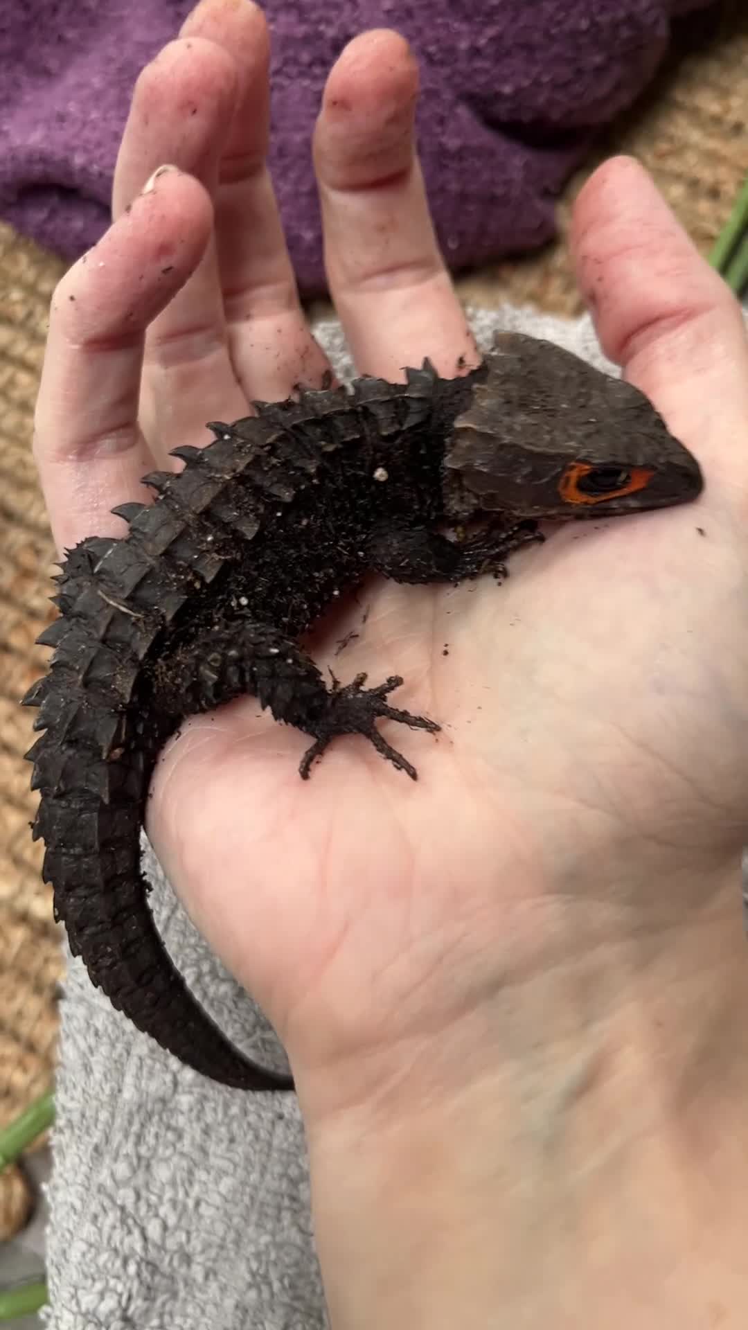 Skink reptiles for sale: 2 Crocodile Skinks (1.1) in Dursley - Video 1