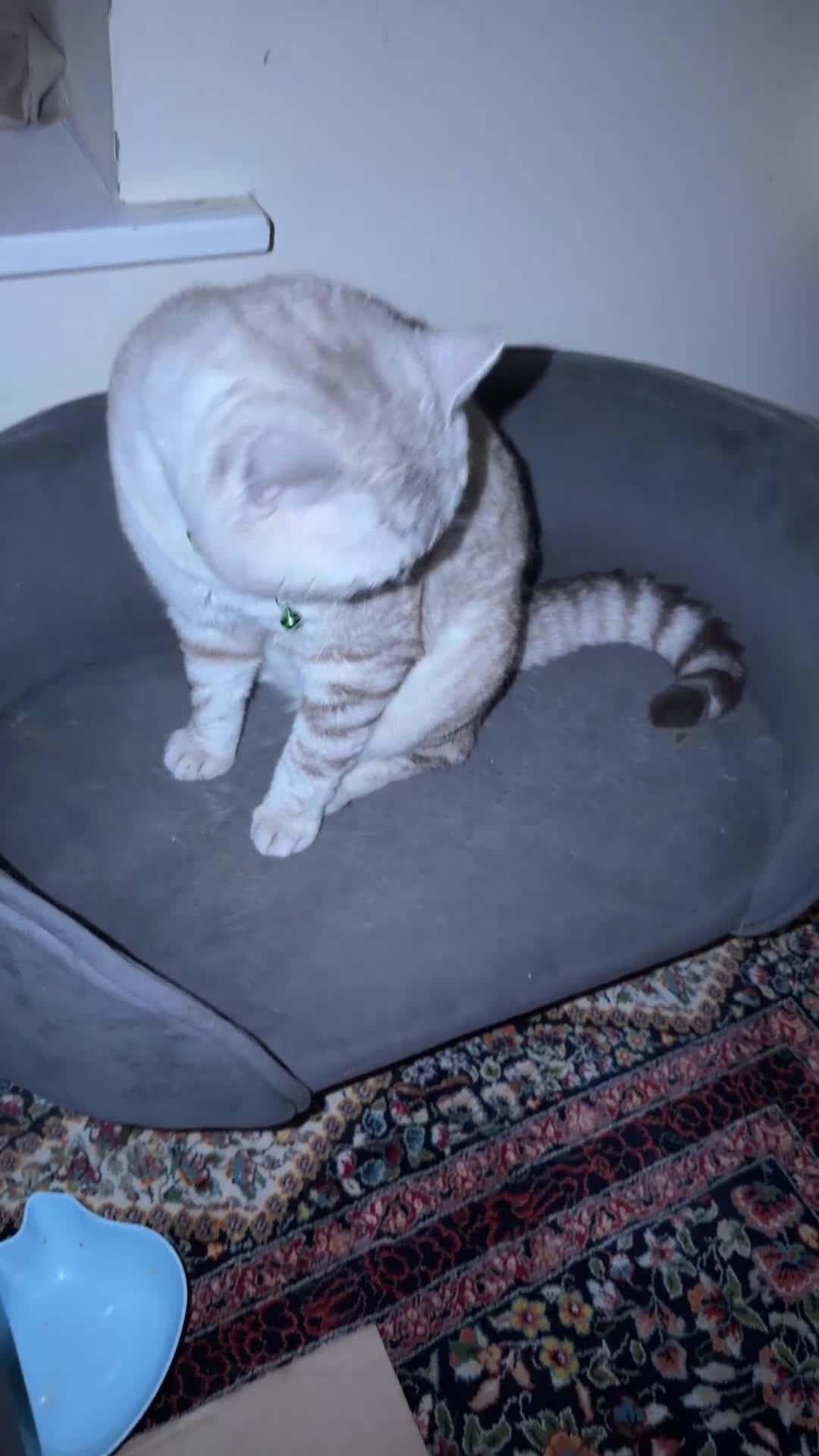 Mixed Breed cats for sale: 🩵 Blue eyed boy Brucie  🩵 - Video 2