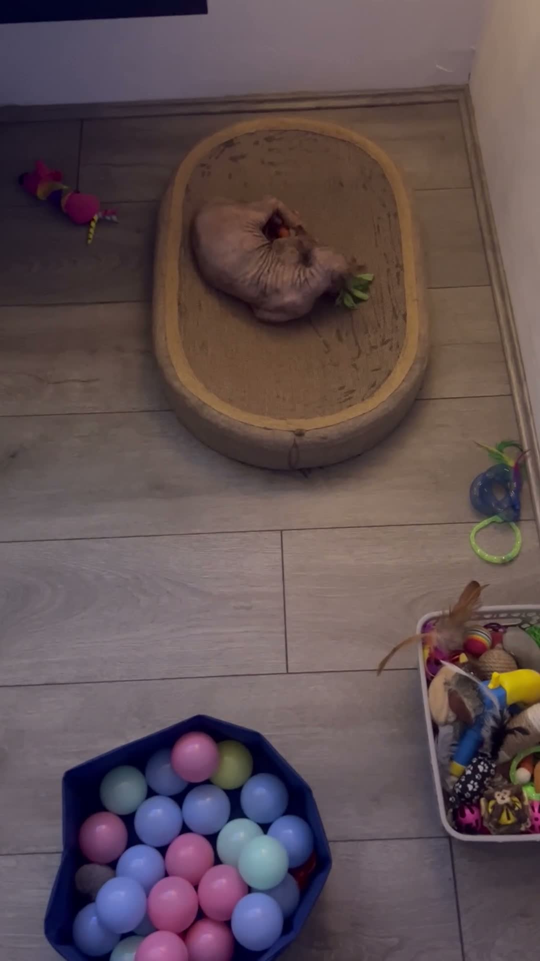 Sphynx cats for sale: Kitten - Video 1