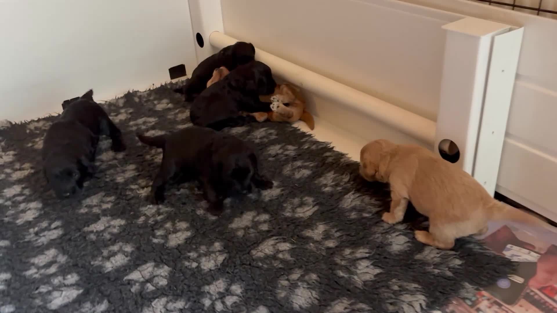 Mixed Breed dogs for sale: Delightful Schnockerpoo Puppies  - Video 1