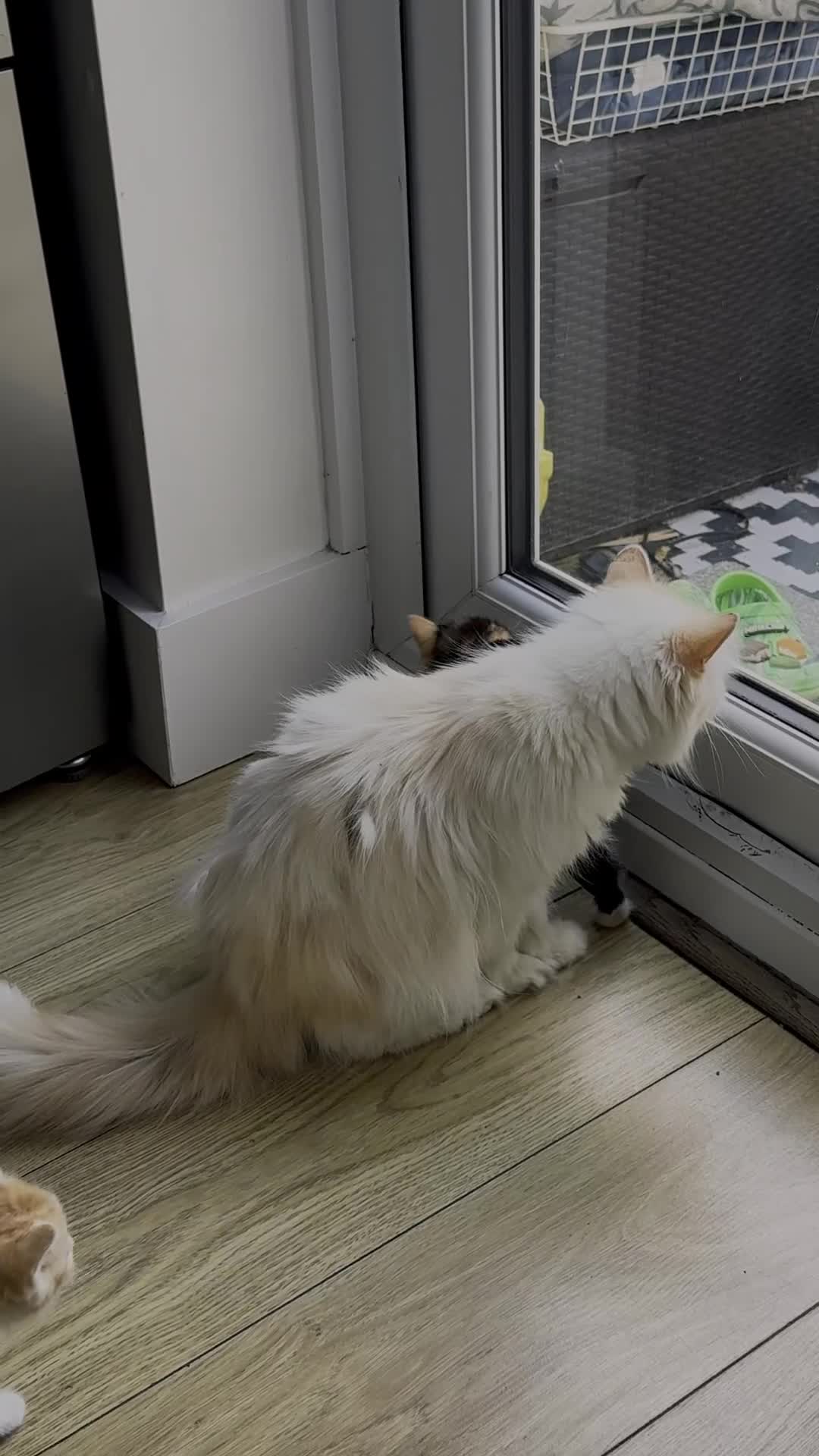 Persian cats for sale: Half Persian 3 Boys and 1 Girl  - Video 2