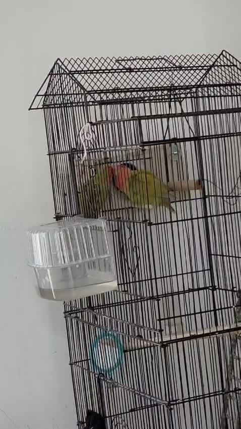 Lovebirds birds for sale: 100% breeding lovebirds pair in Sheffield - Video 2