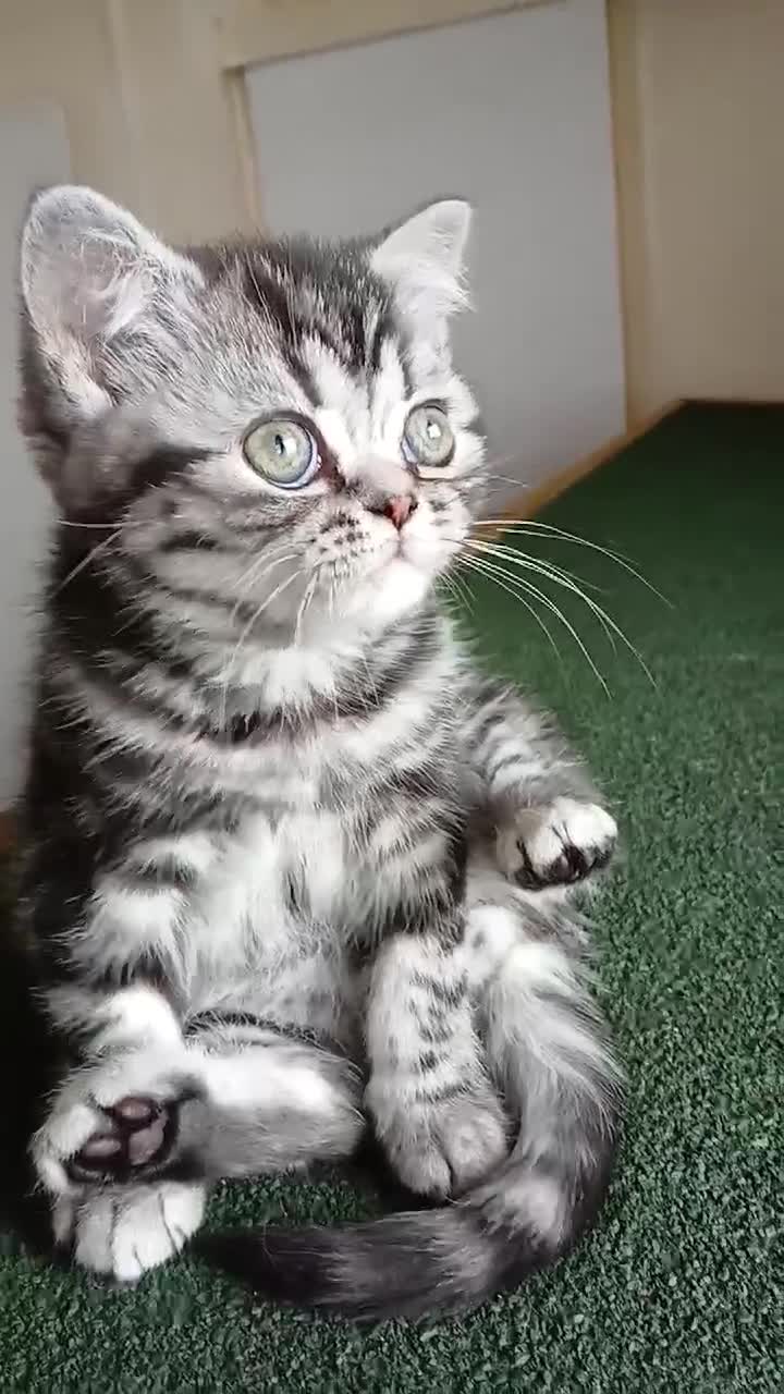 British Shorthair cats for sale: Bsh. Silver Classic Tabby . - Video 2