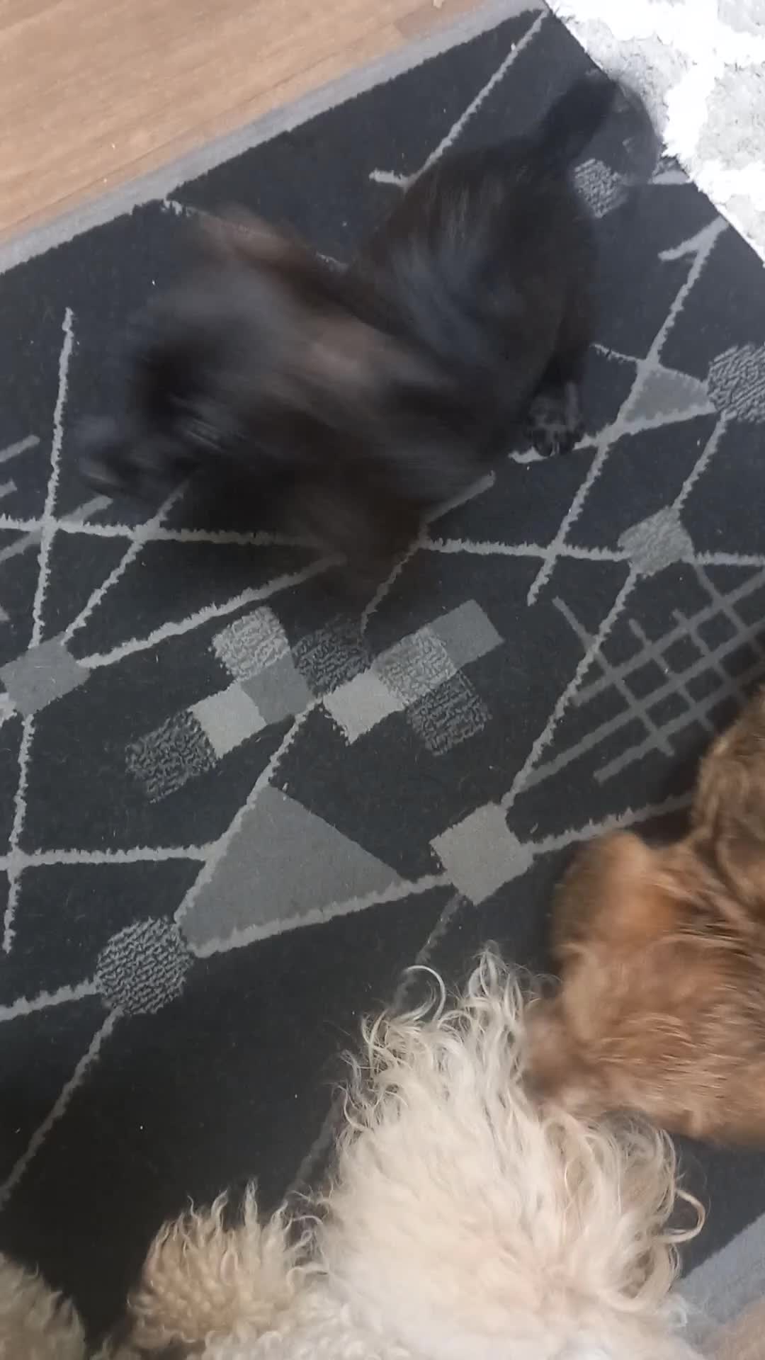 Doxiepoo dogs for sale: Doxipoo  - Video 2