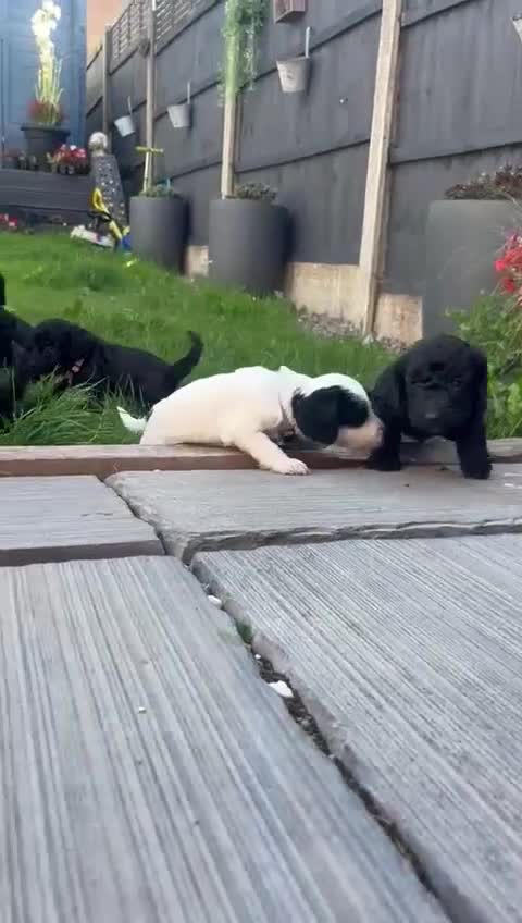 Cockapoo dogs for sale: Cockapoo puppies - Video 2