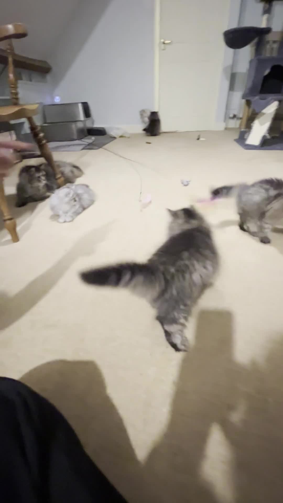 British Longhair cats for sale: 1 Adorable British Longhair x Persian Kittens  - Video 1