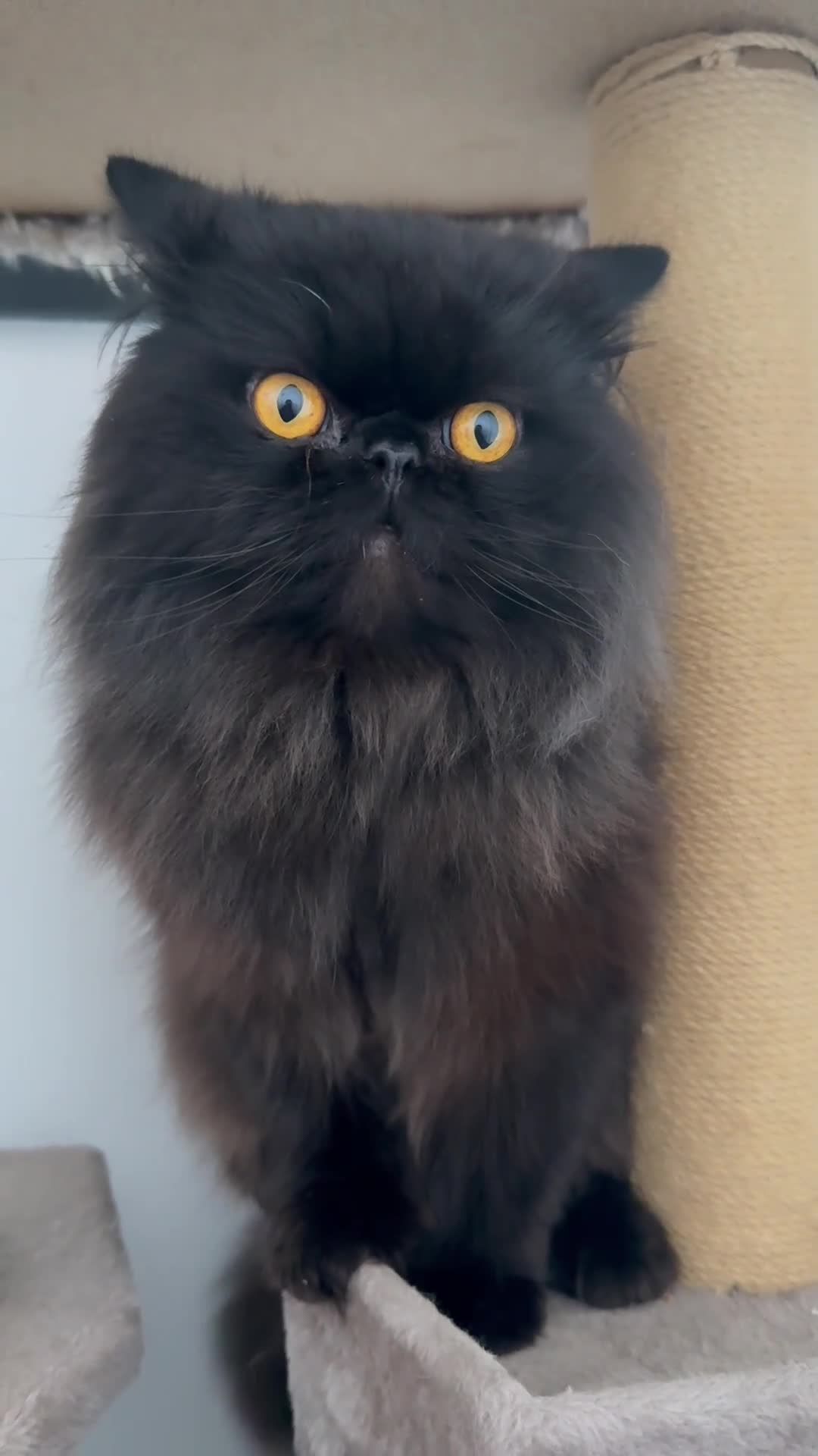 Persian cats for sale: Black Persian Cat  - Video 1