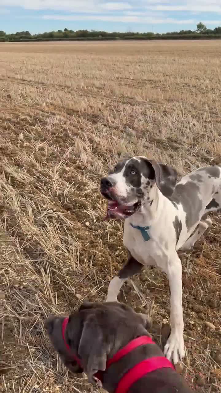 Great Dane dogs for stud: Blue harlequin Great Dane stud - Video 1