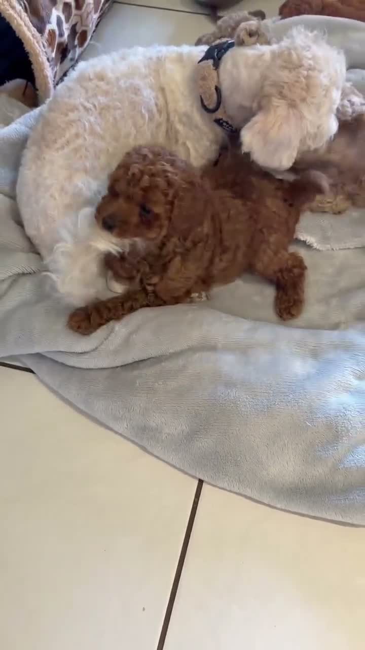 Maltipoo dogs for sale: 🐾 Absolutely Beautiful F1b Maltipoo Puppies  - Video 4
