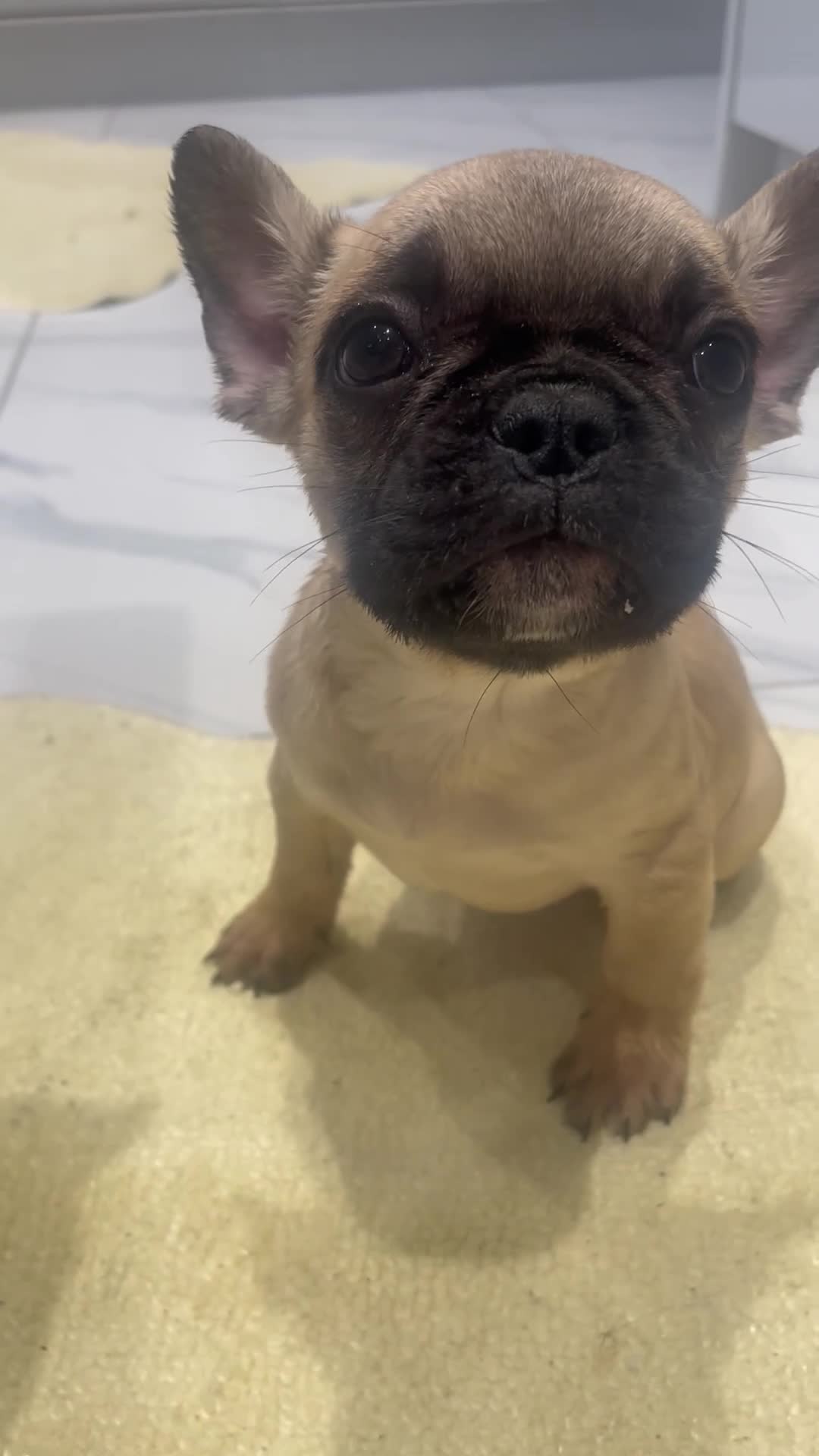 French Bulldog dogs for sale: Ready now!!! Reduce in price  - Video 1