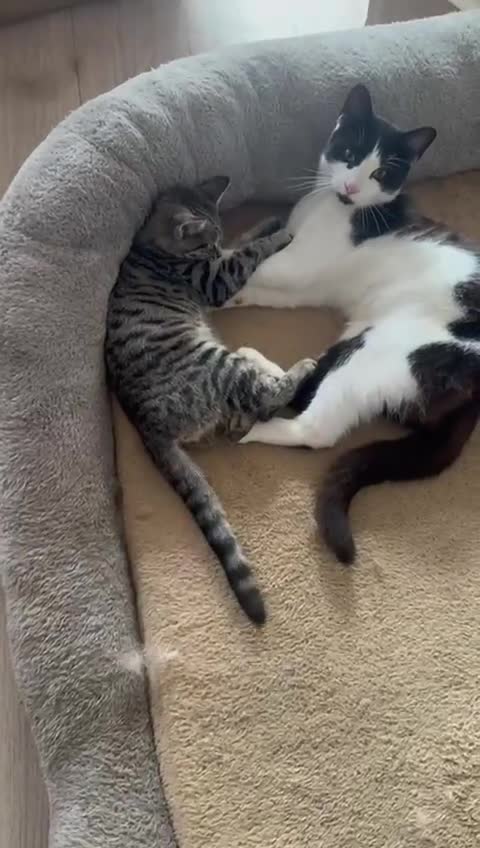 Asian cats for sale: Gorgeous Asia. Kitten looking to remove.  - Video 1