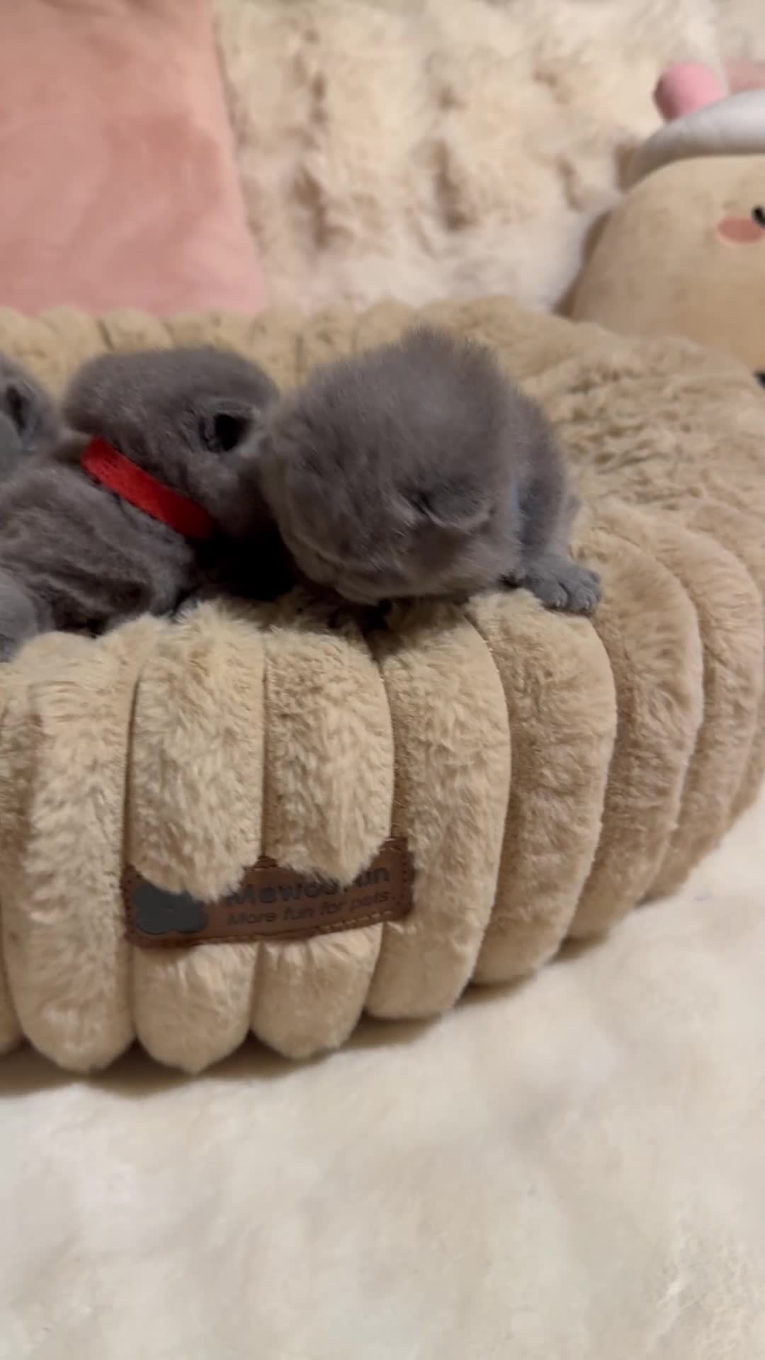 British Shorthair cats for sale: Pure British Shorthair kittens Champion line🥇😻🏆 - Video 4