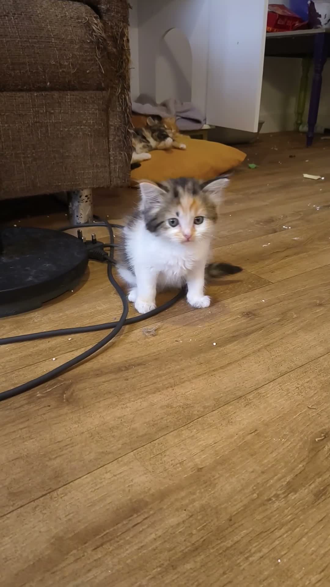 Persian cats for sale: Persion x  - Video 1