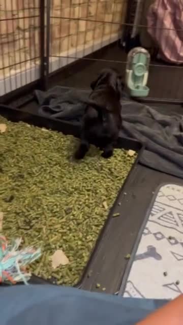Cockapoo dogs for sale: Exceptional cockapoo pups- 1 Boy, 1 Girl left!! - Video 4