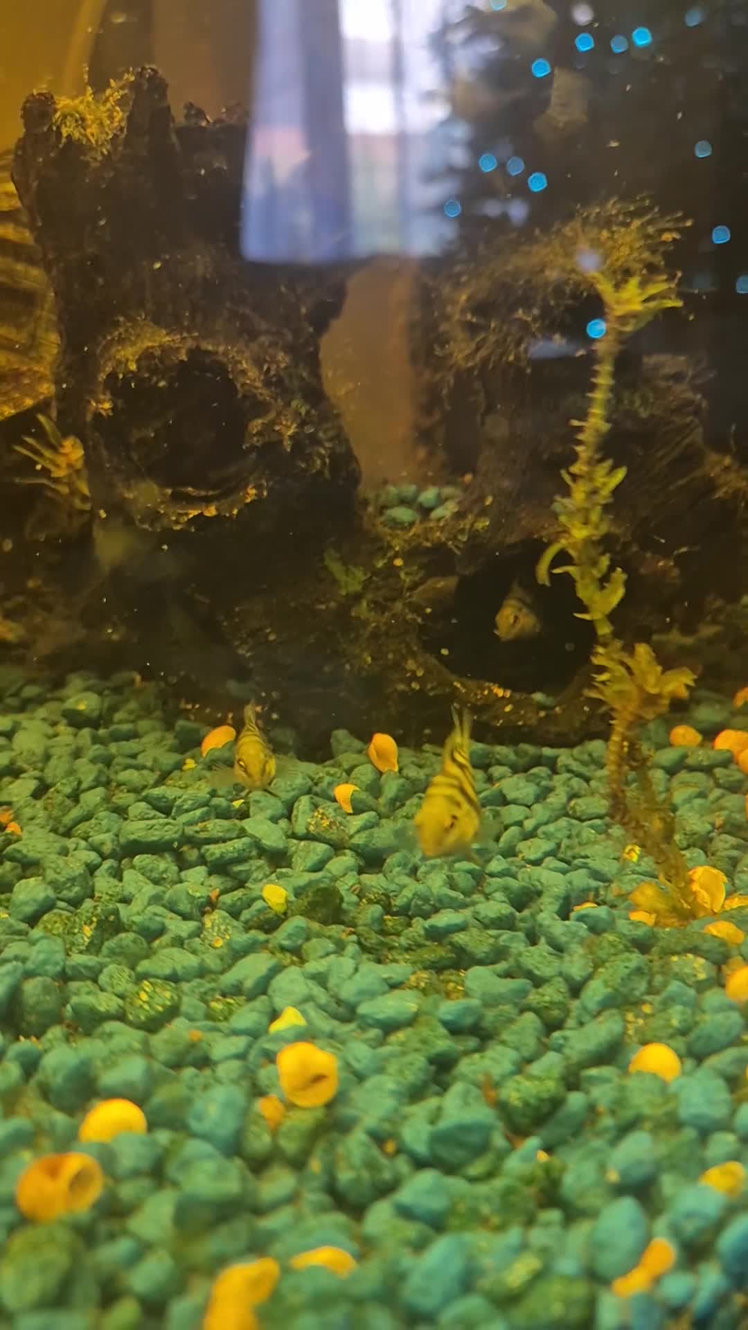 Cichlids fish for sale: Polar blue parrot fish - Video 1