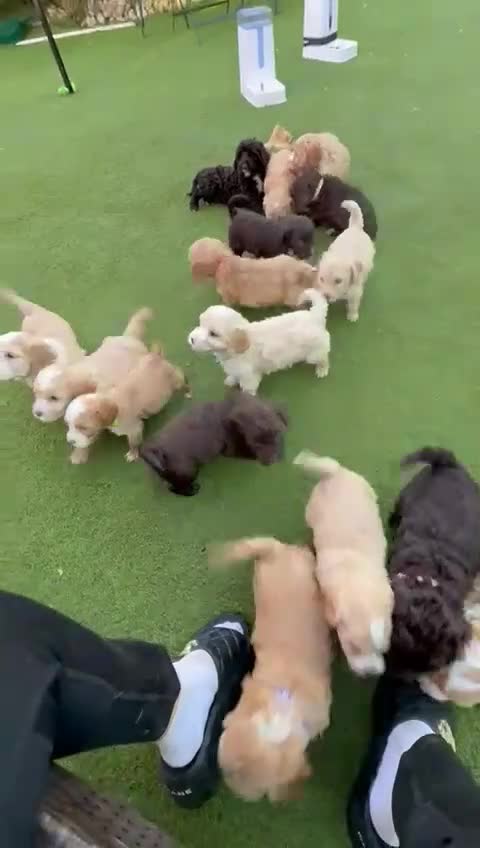 Cockapoo dogs for sale: Cockapoo puppies 100%  - Video 4